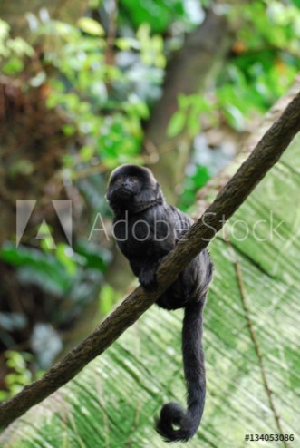 Picture of Black Goeldis Marmoset Sitting on the Vine